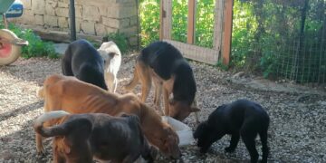 Canile abusivo a Scicli, liberati e trasferiti 21 cani