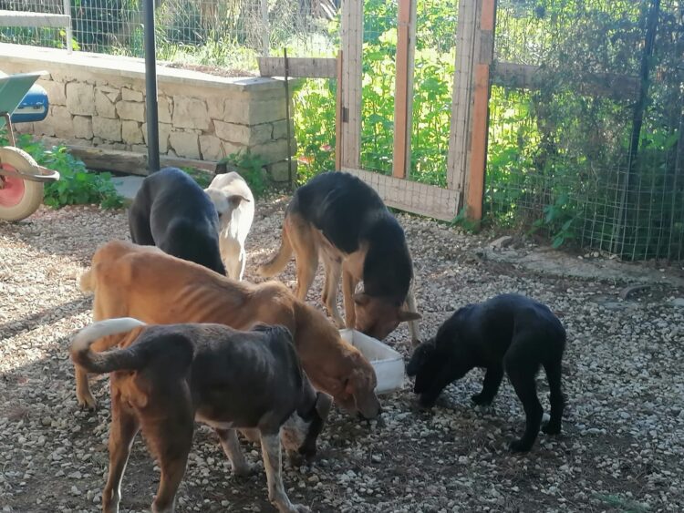Canile abusivo a Scicli, liberati e trasferiti 21 cani