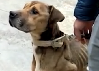 Maltrattamenti nei confronti del proprio cane: denunciato giovane modicano