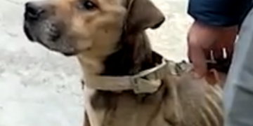 Maltrattamenti nei confronti del proprio cane: denunciato giovane modicano