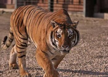 Scappa una tigre dal circo a Pozzallo