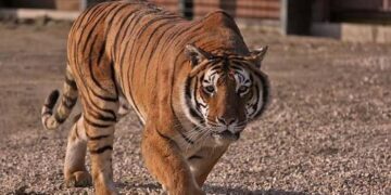 Scappa una tigre dal circo a Pozzallo