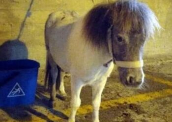 Acate: denunciati a piede libero gli autori del trascinamento e del massacro del pony