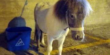 Acate: denunciati a piede libero gli autori del trascinamento e del massacro del pony