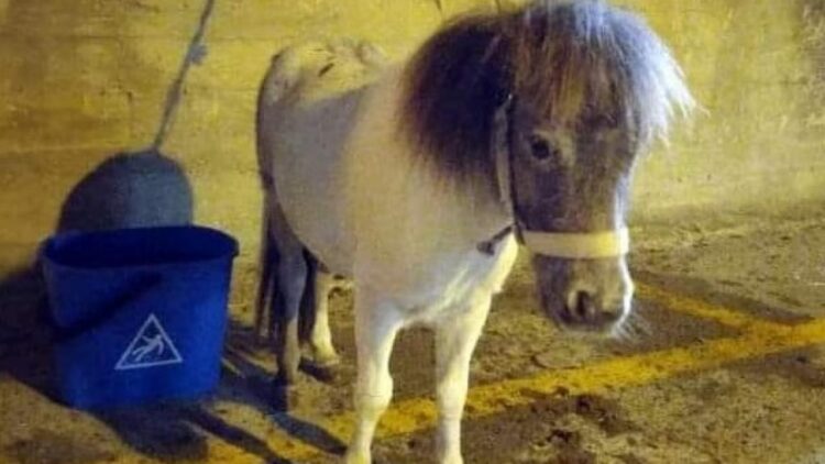 Acate: denunciati a piede libero gli autori del trascinamento e del massacro del pony