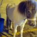 Acate: denunciati a piede libero gli autori del trascinamento e del massacro del pony