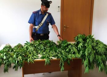 Donnalucata. Arrestato dai Carabinieri 73enne per per coltivazione illegale di marijuana