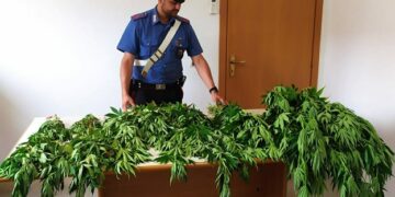 Donnalucata. Arrestato dai Carabinieri 73enne per per coltivazione illegale di marijuana