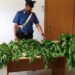 Donnalucata. Arrestato dai Carabinieri 73enne per per coltivazione illegale di marijuana