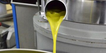 Olio Dop Monti Iblei: quest’anno meno il 20% di produzione, anche se “l’oro verde” è di straordinaria qualità