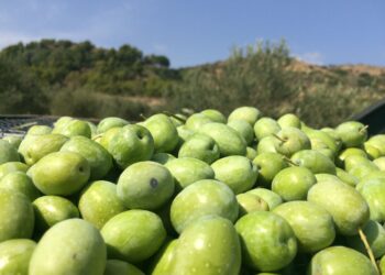 Olio e nons’Olio: a Chiaramonte si celebra “l’oro verde”. Una grande  manifestazione dall’11 al 13 novembre