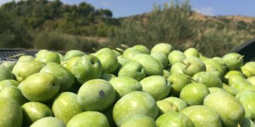 Olio e nons’Olio: a Chiaramonte si celebra “l’oro verde”. Una grande  manifestazione dall’11 al 13 novembre