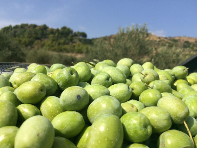 Olio e nons’Olio: a Chiaramonte si celebra “l’oro verde”. Una grande  manifestazione dall’11 al 13 novembre