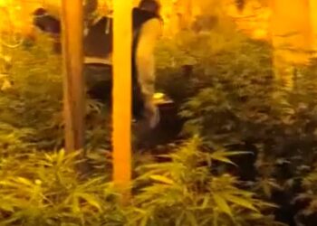 Un laboratorio di droga scoperto dalla Polizia di Stato. Arrestati due pregiudicati vittoriesi e sequestrati 147 kg di  marijuana