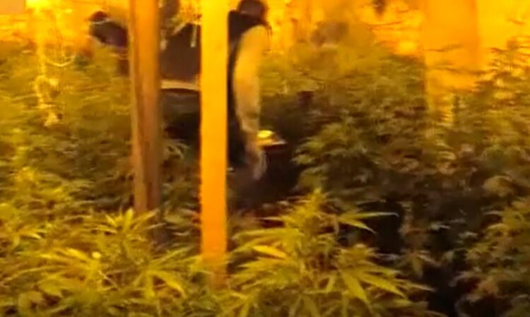 Un laboratorio di droga scoperto dalla Polizia di Stato. Arrestati due pregiudicati vittoriesi e sequestrati 147 kg di marijuana