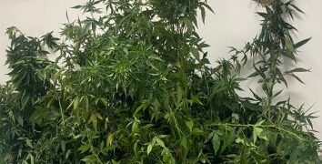 Santa Croce Camerina: Coltivava cannabis a casa, arrestato dai Carabinieri