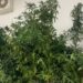 Santa Croce Camerina: Coltivava cannabis a casa, arrestato dai Carabinieri