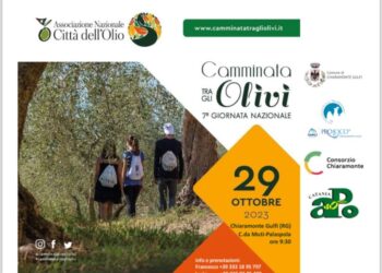 Chiaramonte: camminata fra gli ulivi monumentali