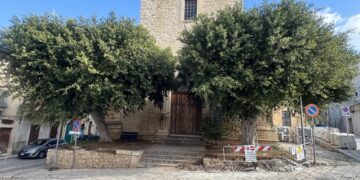 Troppi alberi secolari espiantati a Comiso
