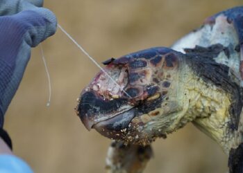 SOS tartarughe: l’ambientalista Sebastian Colnaghi sottolinea l’urgenza di ridurre l’uso della plastica