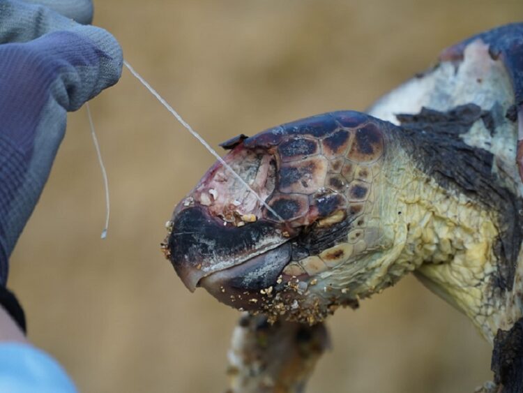 SOS tartarughe: l’ambientalista Sebastian Colnaghi sottolinea l’urgenza di ridurre l’uso della plastica