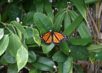 La “Casa delle Farfalle” approda per la prima volta a Ragusa.