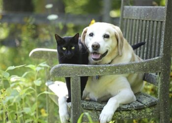 Fronte Verde Sicilia annuncia la campagna per aiutare cani e gatti in difficoltà