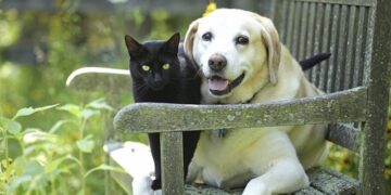 Fronte Verde Sicilia annuncia la campagna per aiutare cani e gatti in difficoltà