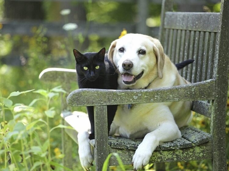 Fronte Verde Sicilia annuncia la campagna per aiutare cani e gatti in difficoltà