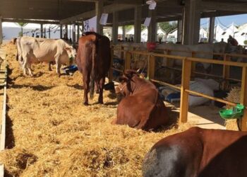 Dalla Finanziaria regionale aiuti al comparto agricolo, vitivinicolo e zootecnico