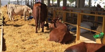 Dalla Finanziaria regionale aiuti al comparto agricolo, vitivinicolo e zootecnico