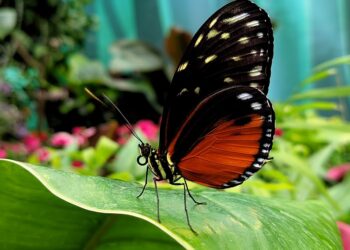 Farfalle in festa: Pasqua e Pasquetta aperture speciali della “Casa delle Farfalle” a Ragusa e Palermo