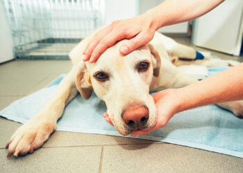 Avvelenati a Comiso quattro cani di grossa taglia