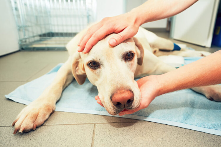 Avvelenati a Comiso quattro cani di grossa taglia