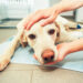 Avvelenati a Comiso quattro cani di grossa taglia