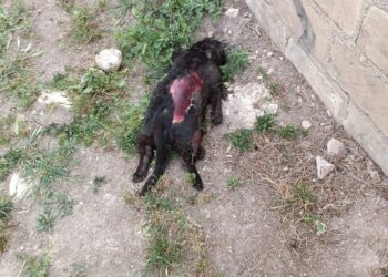 Gatto ucciso e scuoiato a Pozzallo, gli animalisti: “Un orrore”