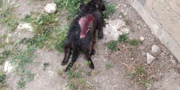 Gatto ucciso e scuoiato a Pozzallo, gli animalisti: “Un orrore”
