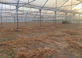 Scicli, l’orticoltura intensiva e le tecniche innovative rispettose della flora microbica