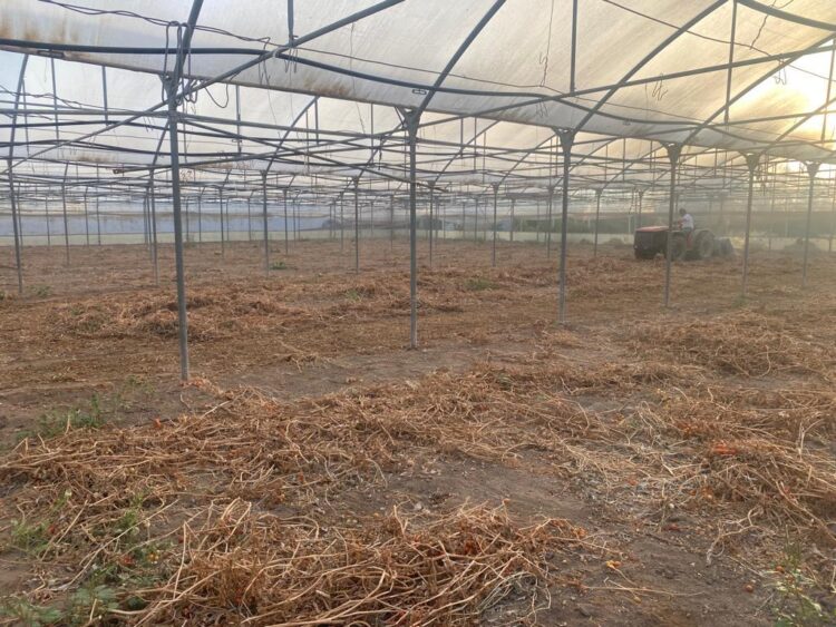 Scicli, l’orticoltura intensiva e le tecniche innovative rispettose della flora microbica