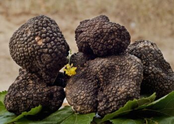 Chiaramonte, sabato la prima giornata della fiera mercato sul tartufo siciliano. Ecco il programma