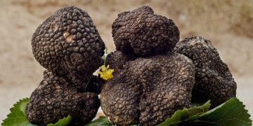 Chiaramonte, sabato la prima giornata della fiera mercato sul tartufo siciliano. Ecco il programma