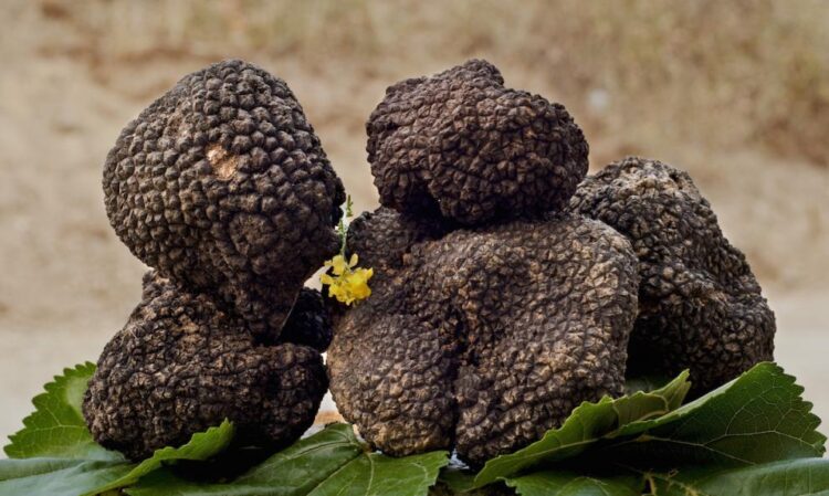 Chiaramonte, sabato la prima giornata della fiera mercato sul tartufo siciliano. Ecco il programma