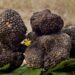 Chiaramonte, sabato la prima giornata della fiera mercato sul tartufo siciliano. Ecco il programma