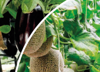 Portinnesti innovativi, a Ragusa i risultati di un progetto finanziato dal Psr Sicilia