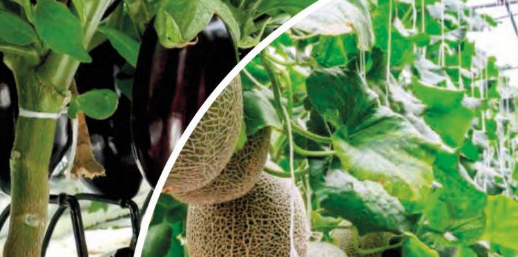 Portinnesti innovativi, a Ragusa i risultati di un progetto finanziato dal Psr Sicilia