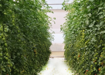 Il comparto orticolo e il progetto per ridurre l’impiego di input chimici