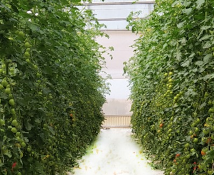 Il comparto orticolo e il progetto per ridurre l’impiego di input chimici