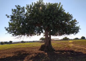I sistemi innovativi per lo sviluppo della filiera del carrubo, venerdì un convegno a Ragusa