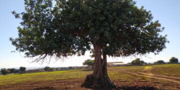 I sistemi innovativi per lo sviluppo della filiera del carrubo, venerdì un convegno a Ragusa
