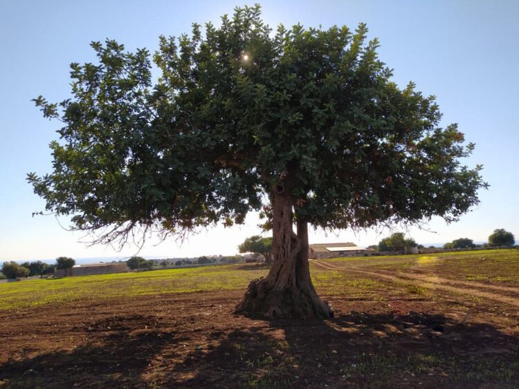 I sistemi innovativi per lo sviluppo della filiera del carrubo, venerdì un convegno a Ragusa